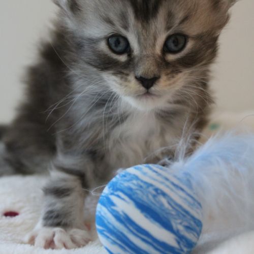 Chatons maine coon loof