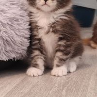 Chatons maine coon loof #1