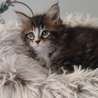 Chatons maine coon loof #2