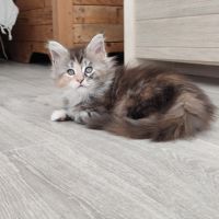 Chatons maine coon loof