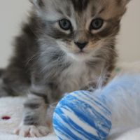 Chatons maine coon loof #0