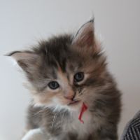 Chatons maine coon loof #3