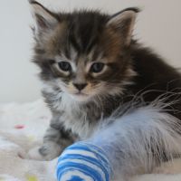 Chatons maine coon loof #4