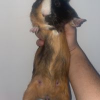 Cochon d’inde mâle 7 mois à donner #1