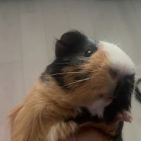 Cochon d’inde mâle 7 mois à donner #0