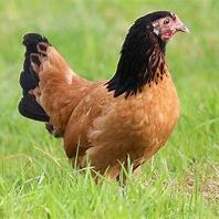 Poules allemandes vorwerk #1