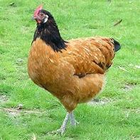 Poules allemandes vorwerk #2