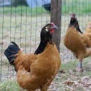 Poules allemandes vorwerk #0