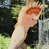 Cacatoès leadbeater #0