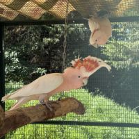 Cacatoès leadbeater #2