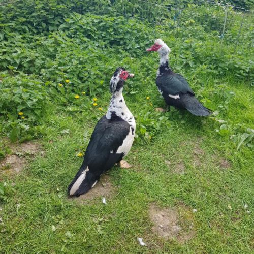 Canard de barbarie male