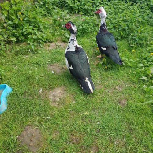 Canard de barbarie male #2