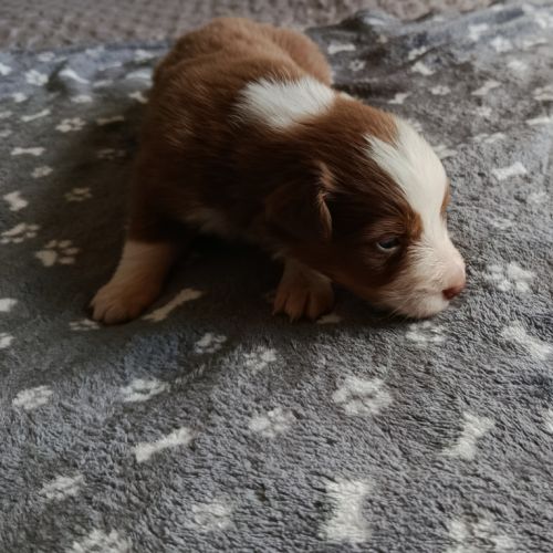 Chiots berger australien non lof #1