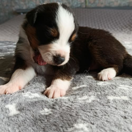 Chiots berger australien non lof #2