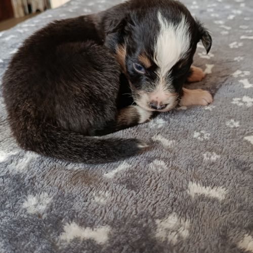 Chiots berger australien non lof #3