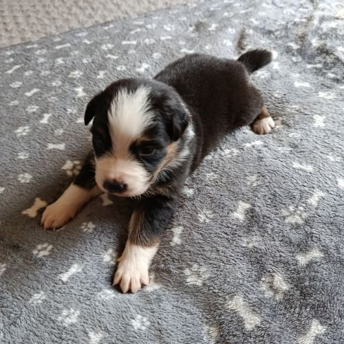 Chiots berger australien non lof #6