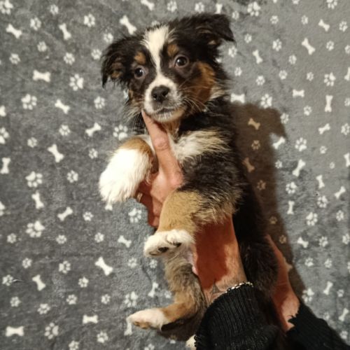 Chiots berger australien non lof #1