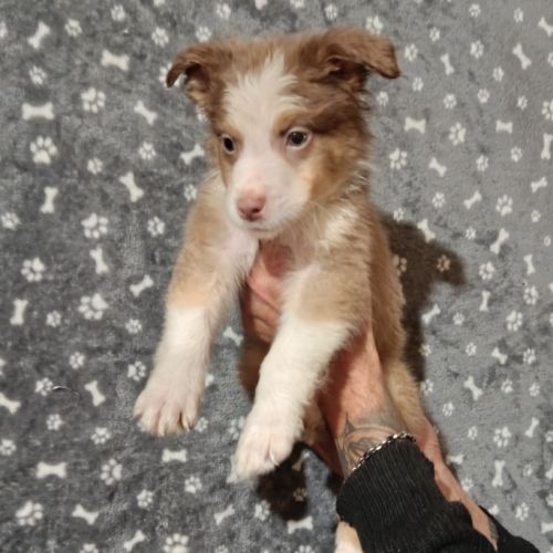 Chiots berger australien non lof #2