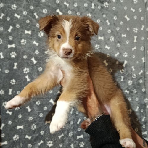 Chiots berger australien non lof #4