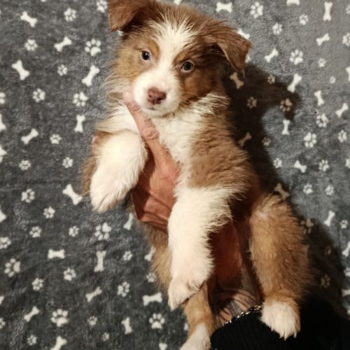 Chiots berger australien non lof #6