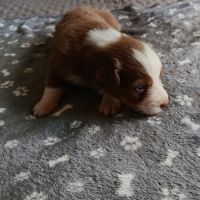 Chiots berger australien non lof #1