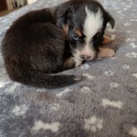 Chiots berger australien non lof #3