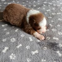 Chiots berger australien non lof