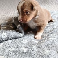 Chiots berger australien non lof #5