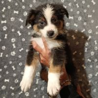 Chiots berger australien non lof #3
