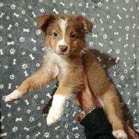 Chiots berger australien non lof #4