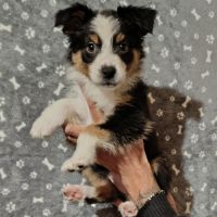 Chiots berger australien non lof