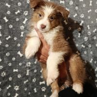 Chiots berger australien non lof #6