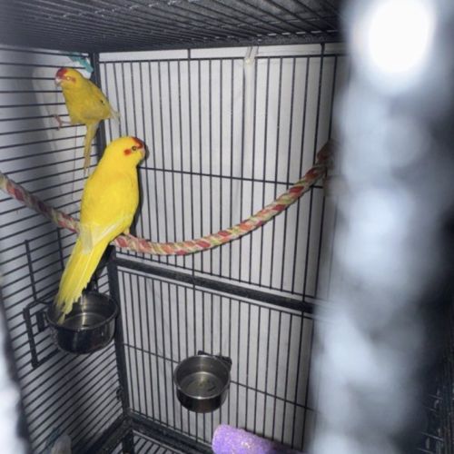 Couples kakarikis #1