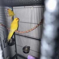 Couples kakarikis #1