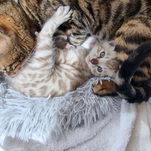 Chaton bengal snow loof #1