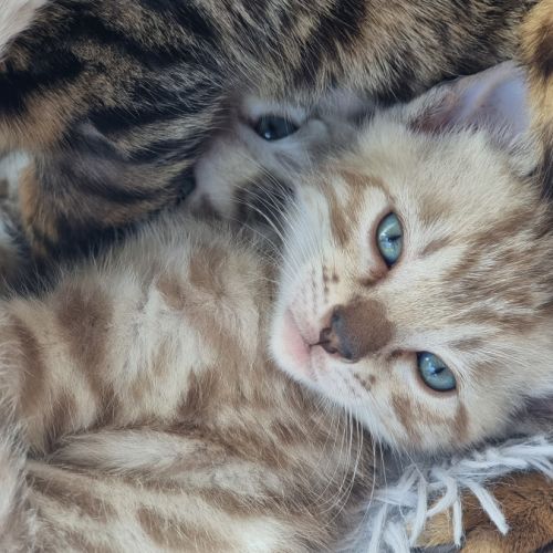 Chaton bengal snow loof #2