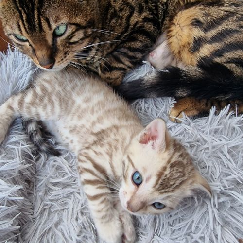 Chaton bengal snow loof #3