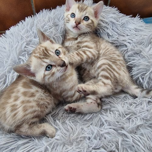 Chaton bengal snow loof #5