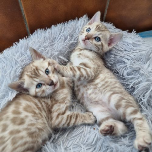 Chaton bengal snow loof #6