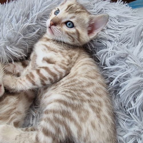 Chaton bengal snow loof #7