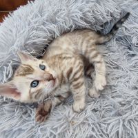 Chaton bengal snow loof #4