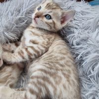 Chaton bengal snow loof #7