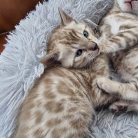 Chaton bengal snow loof