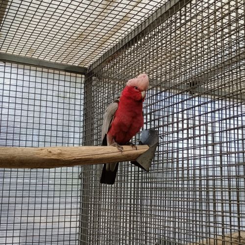 Rosalbin male reproducteur #1