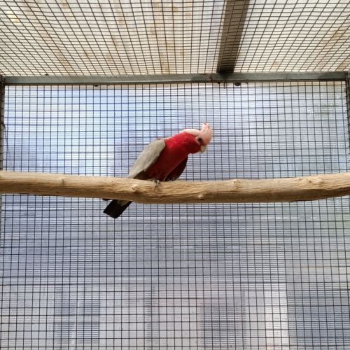 Rosalbin male reproducteur