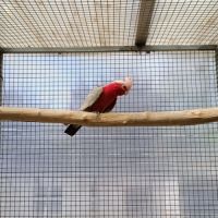 Rosalbin male reproducteur