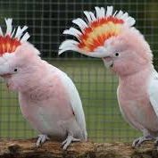 Couple leadbeter reproducteurs