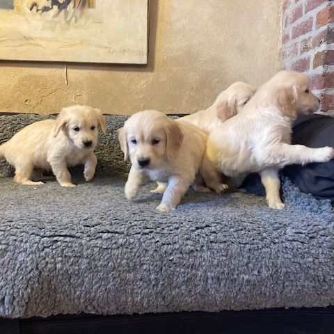 Chiot golden retriever #0