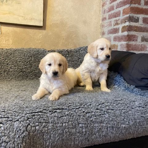 Chiot golden retriever #2