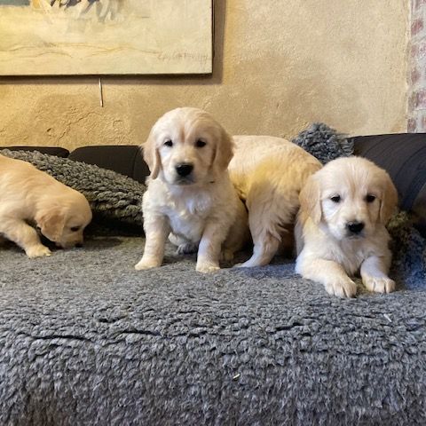 Chiot golden retriever #3
